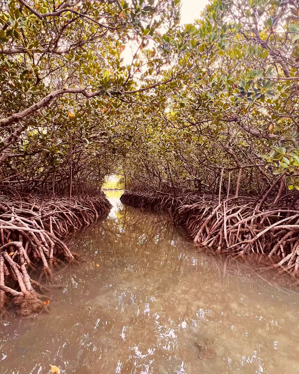 Racines et reflets dans la mangrove de Poudre d’Or, île Maurice
